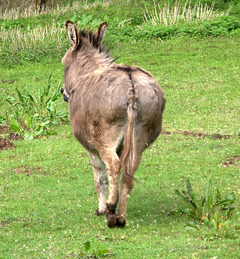 Donkeys_ass