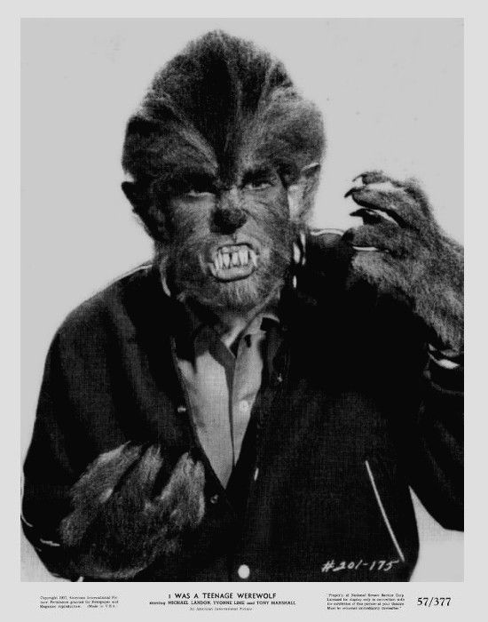 I was a teenage werwolf photo of Michael Landon all wolfed out. I was a teenage werwolf photo of Michael Landon all wolfed out.
