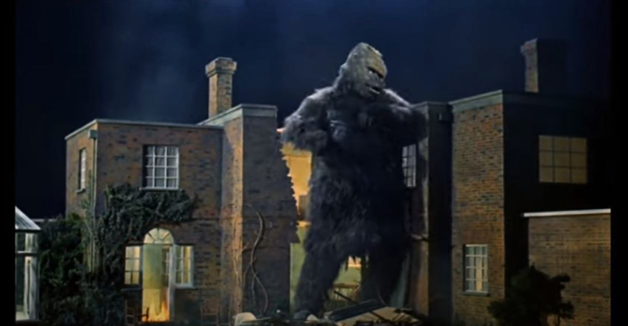 Konga outgrows the scientists house Konga outgrows the scientists house