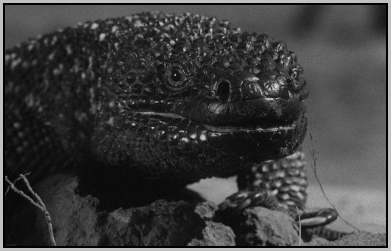 The Giant Gila Monster up close shot The Giant Gila Monster up close shot